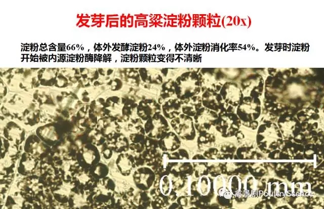 Mingan Choct：重新认识淀粉的质量与能值（新玉米上市）